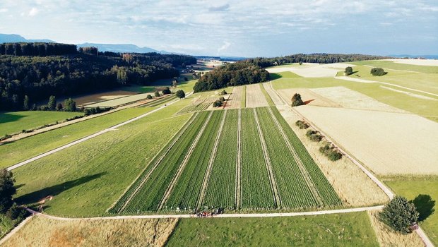 Swisspatat begrüsst die Bestrebungen des Bundes, Herbizide im Kartoffelbau zu reduzieren. Der Teilverzicht müsse aber auch berücksichtigt werden.