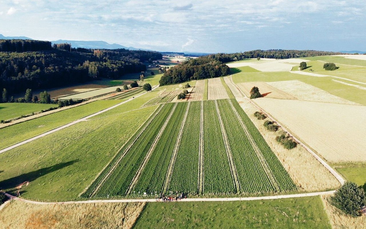 Swisspatat begrüsst die Bestrebungen des Bundes, Herbizide im Kartoffelbau zu reduzieren. Der Teilverzicht müsse aber auch berücksichtigt werden.