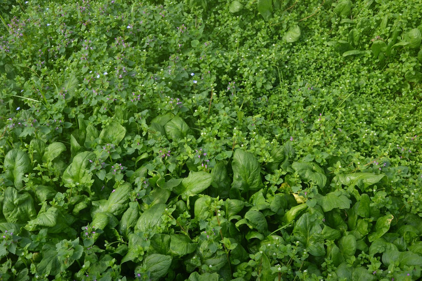 Mischkulturen sind typisch für die Permakultur. Hier wächst Spinat zwischen Vogelmiere und anderen Beikräutern. (Bild jsc)