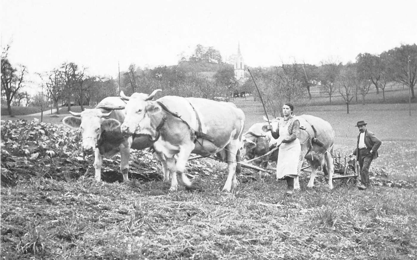 Vor dem Traktor war die Kuh eine wichtige Zugkraft. Das Pferd war eher etwas für gut Betuchte und Grossbetriebe. 