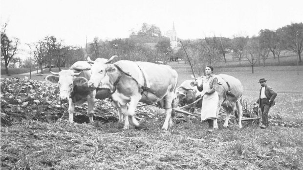 Vor dem Traktor war die Kuh eine wichtige Zugkraft. Das Pferd war eher etwas für gut Betuchte und Grossbetriebe. 
