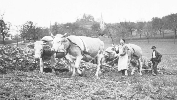 Vor dem Traktor war die Kuh eine wichtige Zugkraft. Das Pferd war eher etwas für gut Betuchte und Grossbetriebe. 