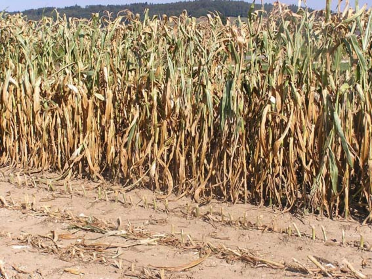 Mais in himmeltraurigem Zustand: Nicht überall sieht es so aus, die Auswirkungen der Trockenheit sind regional sehr unterschiedlich.