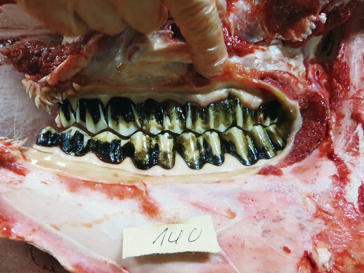 So sollte es aussehen: Ein physiologisch korrekt ausgebildetes Rindergebiss einer sechsjährigen (geschlachteten) Braunviehkuh. (Bild Johanna Probst)