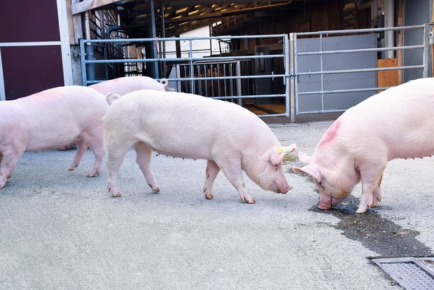 Jungsauengruppe der Rasse Edelschwein: Die Jungsauenerzeugung hat sich in der Schweiz auf rund 40 Betriebe konzentriert.(Bild Suisag)
