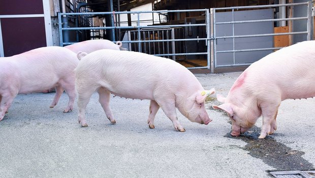 Jungsauengruppe der Rasse Edelschwein: Die Jungsauenerzeugung hat sich in der Schweiz auf rund 40 Betriebe konzentriert.(Bild Suisag)