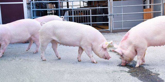 Jungsauengruppe der Rasse Edelschwein: Die Jungsauenerzeugung hat sich in der Schweiz auf rund 40 Betriebe konzentriert.(Bild Suisag)