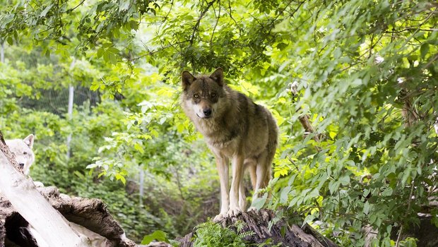 In der oberen Surselva lebt laut Wildhütern ein Wolfspaar, das demnächst ein neues Rudel gründen könnte. (Symbolbild Pixabay)