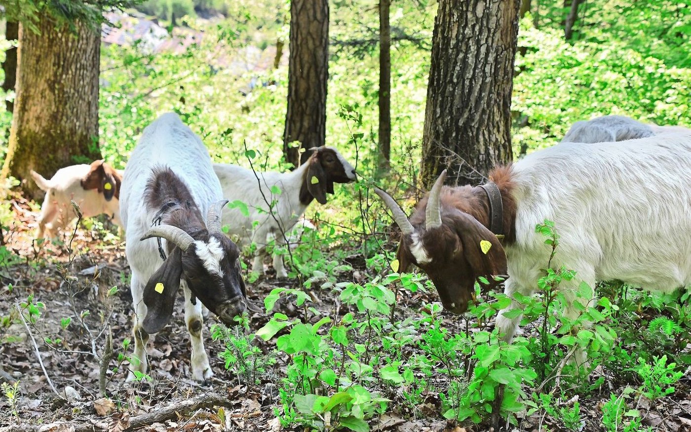 Aufgabe dieser Ziegenherde ist die Pflege eines etwa ein Hektar grossen Stücks Wald bei Saland, welcher im Besitz von Pro Natura Zürich ist.