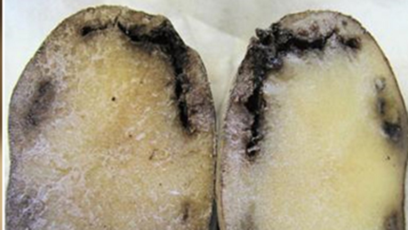 Von Ralstonia solanacearum betroffene Kartoffeln werden schleimig, die Pflanzen sterben ab. Ein Gegenmittel gibt es nicht. (Bild Agroscope)