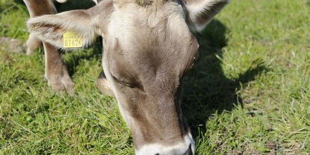 Das Weide-Management ist für die Bauern von grosser Bedeutung. (Bilder ji/zVg/Plantahof)