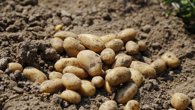 Mittels Zusatzimportkontingent wird die Verfügbarkeit von Kartoffeln bis zur neuen Ernte gesichert. (Bild lid/ji)