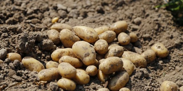 Mittels Zusatzimportkontingent wird die Verfügbarkeit von Kartoffeln bis zur neuen Ernte gesichert. (Bild lid/ji)