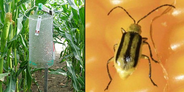 Ein grosses Netz von Pheromon-Fallen erlaubt die Überwachung des Maiswurzelbohrers. (Bild Agroscope) 