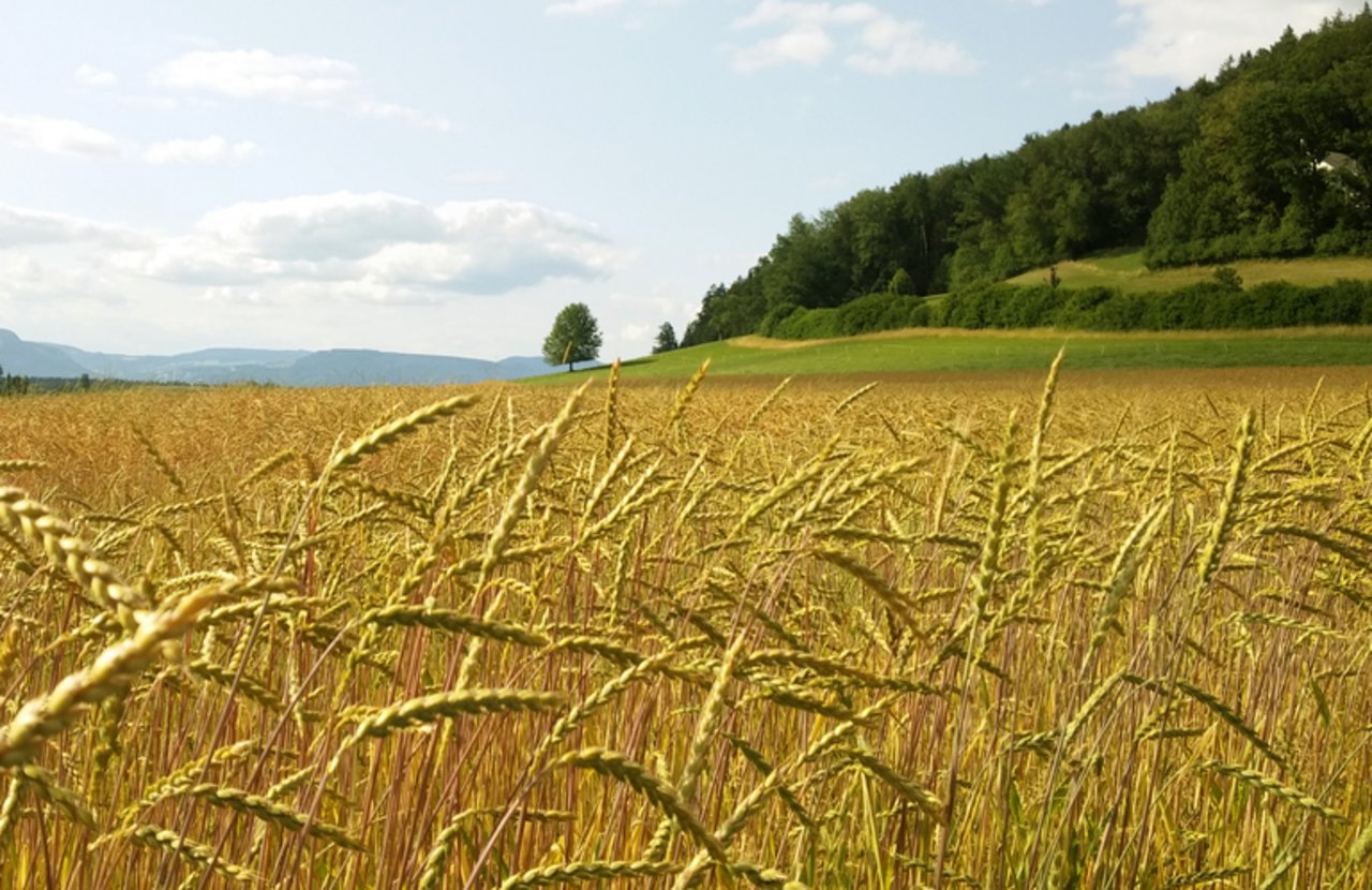 Agriqnet-Projekte sollen langfristig die landwirtschaftliche Wertschöpfung erhöhen. (Bild lid)
