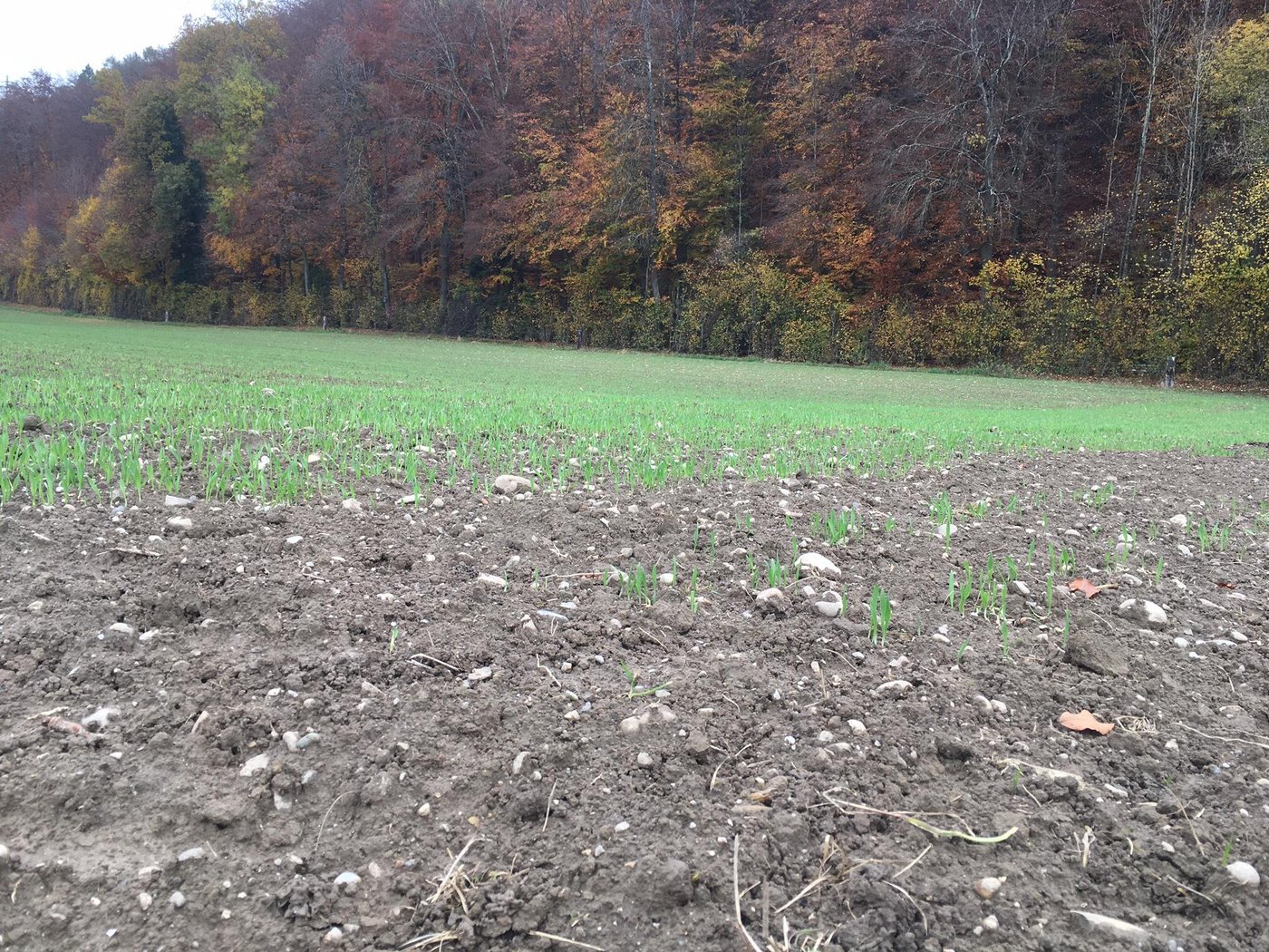 Die Agroscope-Studie stellte fest, dass die Masse für Pflanzen nützlicher Mykorrhiza-Pilze durch PSM im Boden verringert wird. (Bild jsc)