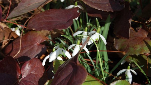 Zwiebelpflanzen: Die ersten Farbtupfer im Garten Zwischen Stauden mit altem Laub treiben die ersten Zwiebelpflanzen, wie hier die Schneeglöckchen. (Bild GMH/Bettina Banse)
