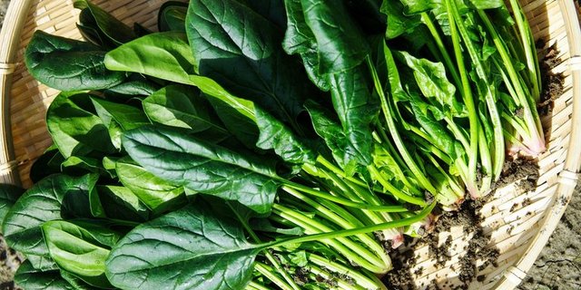 Die Schweizer Spinat-Saison dauert von März bis November. (Bild Pixabay)