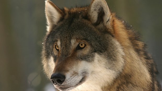 Im Kanton Graubünden lebt mittlerweile ein ganzes Wolfs-Rudel. (Symbolbild Pixabay)