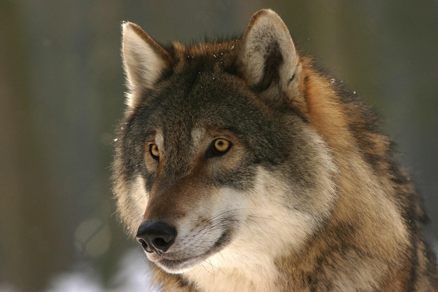 Im Kanton Graubünden lebt mittlerweile ein ganzes Wolfs-Rudel. (Symbolbild Pixabay)