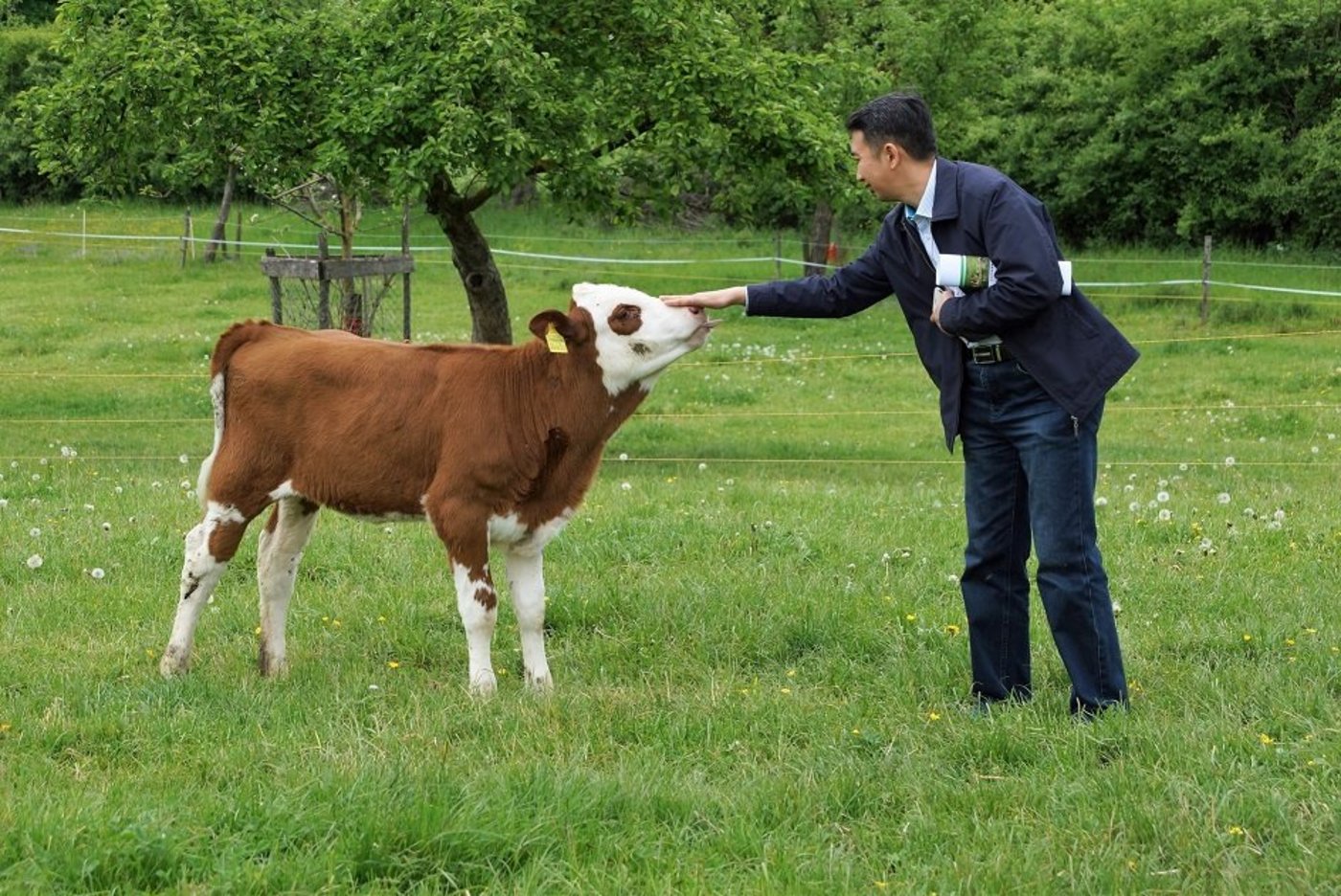 Kontaktaufnahme zwischen einem chinesischen Exkursionsteilnehmer und einem Swiss-Fleckvieh-Kalb auf der Weide. (Bilder rae)