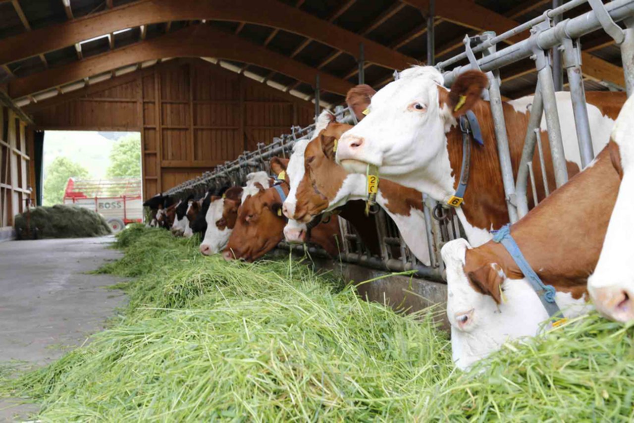 Wie ist die Milchproduktion nachhaltig? (lid)