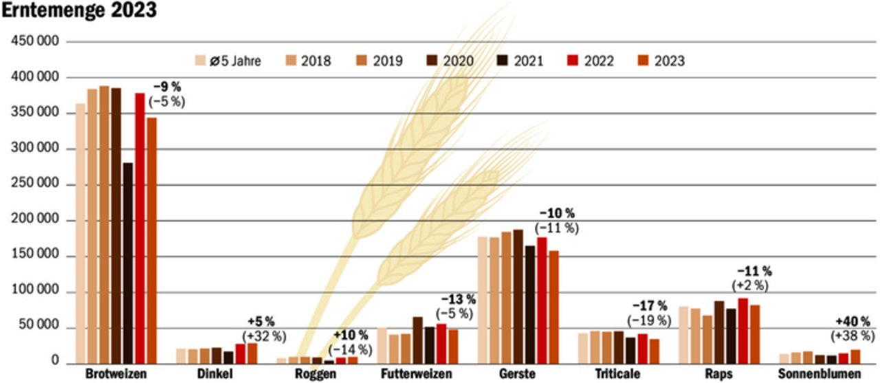 Die inländische Versorgung mit backfähigem Brotgetreide bleibt trotz einem Rückgang um 9 Prozent gewährleistet, so Swiss Granum. Infolge Nachfrage- und Flächenzunahme wurden deutlich mehr Sonnenblumen geerntet. 