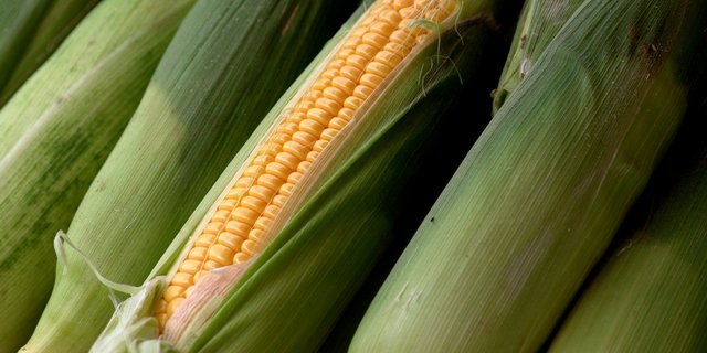 Das spezifische Fachwissen zu den neuen Züchtungsmethoden muss laut der Beko weiterentwickelt werden. (Bild Pixabay)