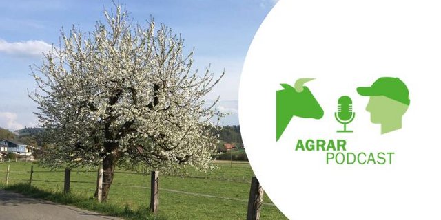 Lässt sich auch gut unter einem blühenden Kirschbaum hören, die siebte Episode des AgrarPodcasts (Bild: BauernZeitung/Jil Schuller).