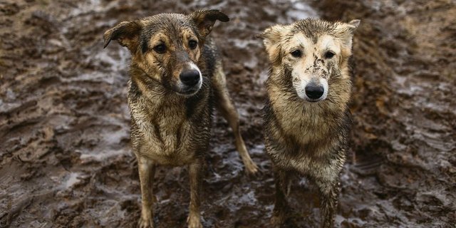 Manche gehen ins Spa, diese Hunde nehmen lieber ein Matschvollbad. Kühlt, riecht gut und macht Spass!