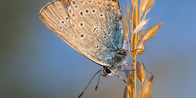Die Umweltverbände sehen Konzerne als Förderer eine landwirtschaftlichen Produktion, die auf Kosten der Umwelt geht und beispielsweise zum Rückgang der Biodiversität führt. (Bild Erik_Karits/PIxabay)