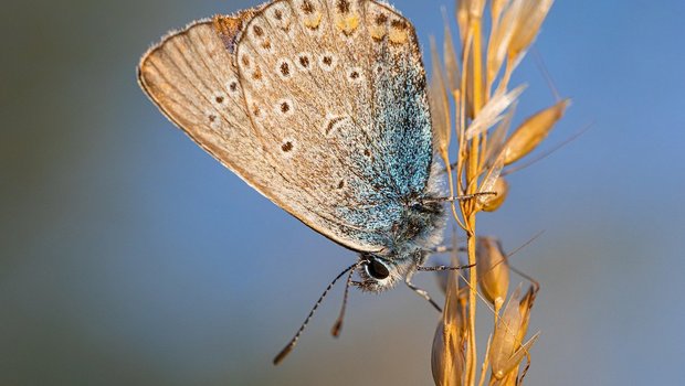 Die Umweltverbände sehen Konzerne als Förderer eine landwirtschaftlichen Produktion, die auf Kosten der Umwelt geht und beispielsweise zum Rückgang der Biodiversität führt. (Bild Erik_Karits/PIxabay)