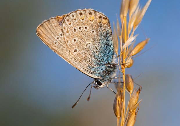Umweltorganisationen starten Kampagne «Agrarlobby stoppen!» Die Umweltverbände sehen Konzerne als Förderer eine landwirtschaftlichen Produktion, die auf Kosten der Umwelt geht und beispielsweise zum Rückgang der Biodiversität führt. (Bild Erik_Karits/PIxabay)