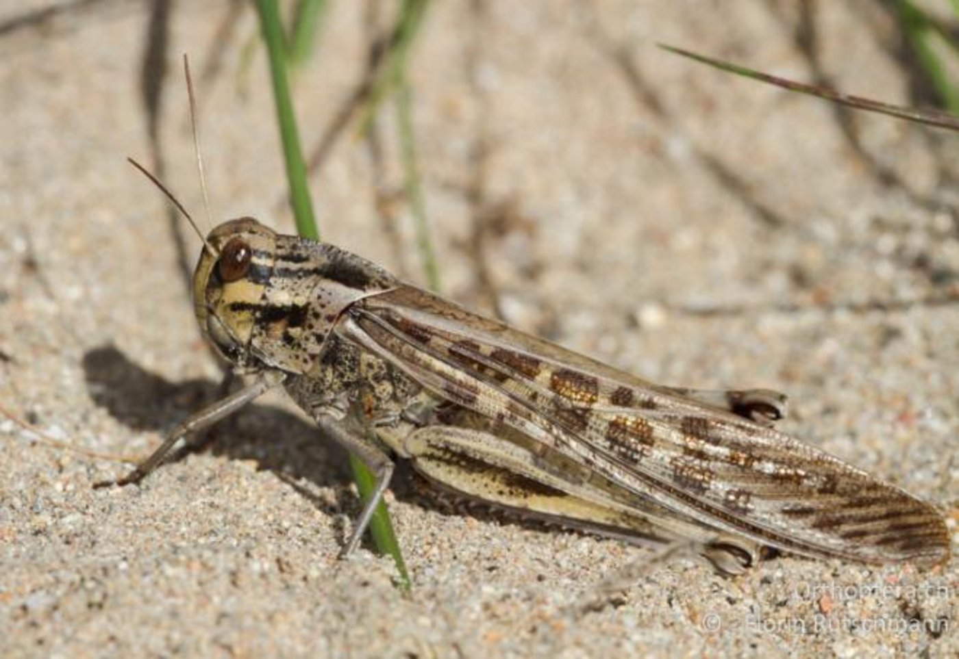 Wanderheuschrecken konnten sich dieses Jahr besonders erfolgreich vermehren. (Bild Orthoptera.ch)