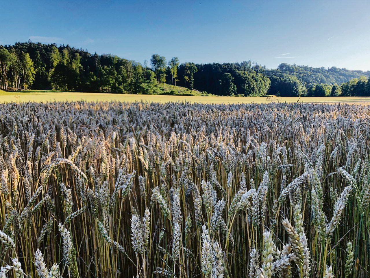 Während die Bedingungen für den Weizen im Jahresverlauf teilweise nicht einfach waren, konnte die Ernte grösstenteils bei guten Wetterverhältnissen erfolgen. (Bild Livio Janett)