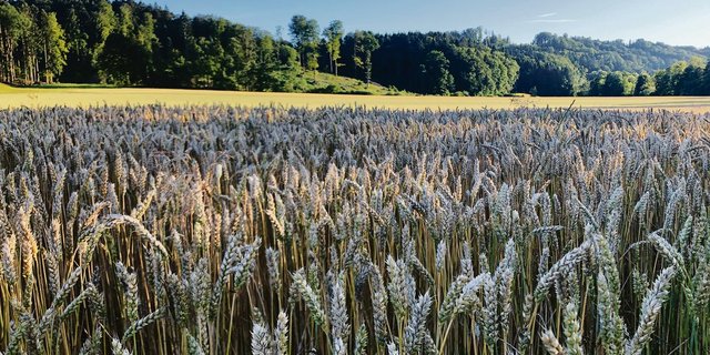 Während die Bedingungen für den Weizen im Jahresverlauf teilweise nicht einfach waren, konnte  die Ernte grösstenteils bei guten Wetterverhältnissen erfolgen. (Bild Livio Janett)