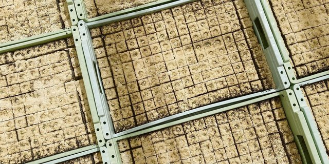 In drei Jahren soll in Presstöpfen weniger Torf eingesetzt werden. Eine gute Alternative zu finden, ist nicht so einfach.