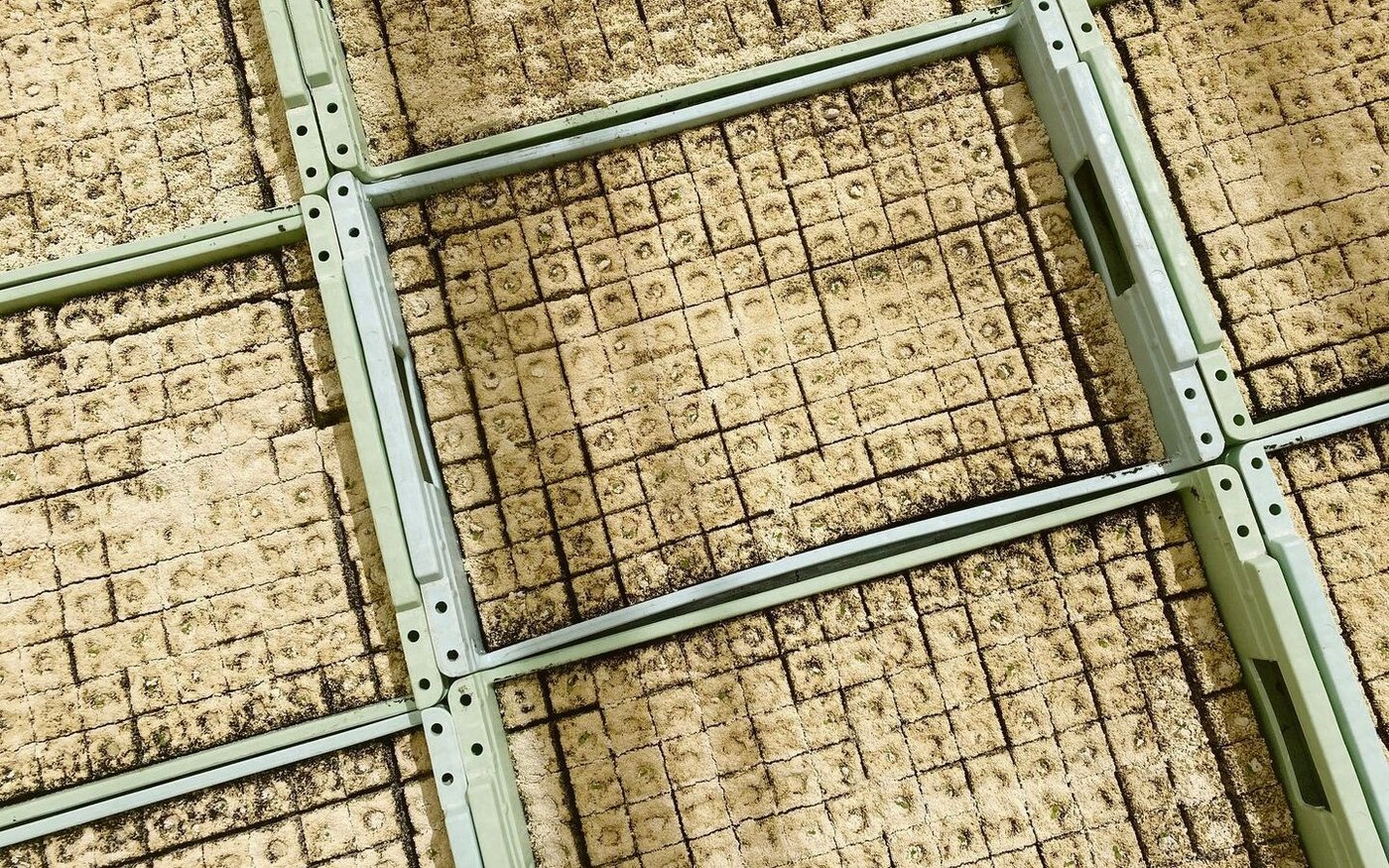 In drei Jahren soll in Presstöpfen weniger Torf eingesetzt werden. Eine gute Alternative zu finden, ist nicht so einfach.