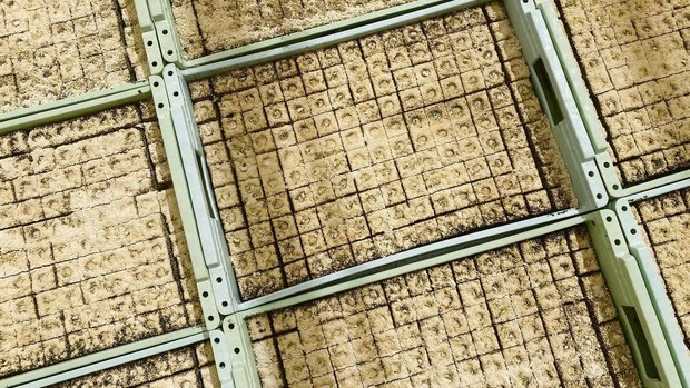 In drei Jahren soll In drei Jahren soll in Presstöpfen weniger Torf eingesetzt werden. Eine gute Alternative zu finden, ist nicht so einfach.