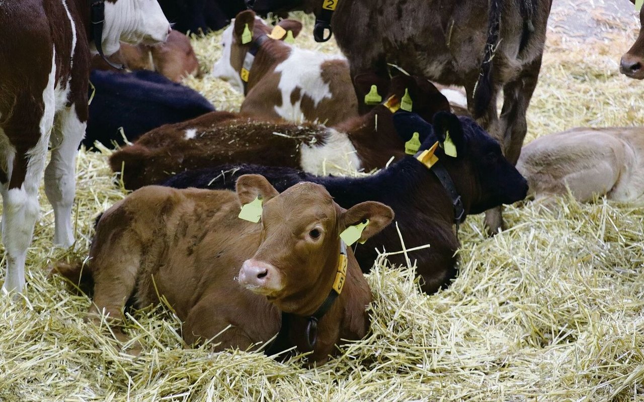 Erfolgreiche Behandlung von Ohrenentzündungen bedingt eine gute Tierbeobachtung. Meist trägt ein einzelnes Kalb das Problem in die Gruppe hinein.