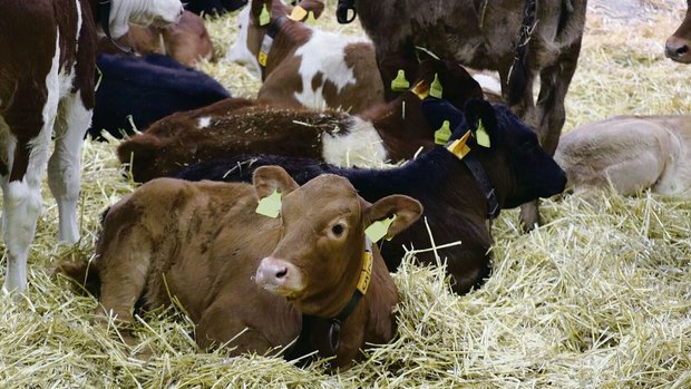 Erfolgreiche Behandl Erfolgreiche Behandlung von Ohrenentzündungen bedingt eine gute Tierbeobachtung. Meist trägt ein einzelnes Kalb das Problem in die Gruppe hinein.