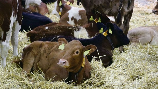 Erfolgreiche Behandl Erfolgreiche Behandlung von Ohrenentzündungen bedingt eine gute Tierbeobachtung. Meist trägt ein einzelnes Kalb das Problem in die Gruppe hinein.