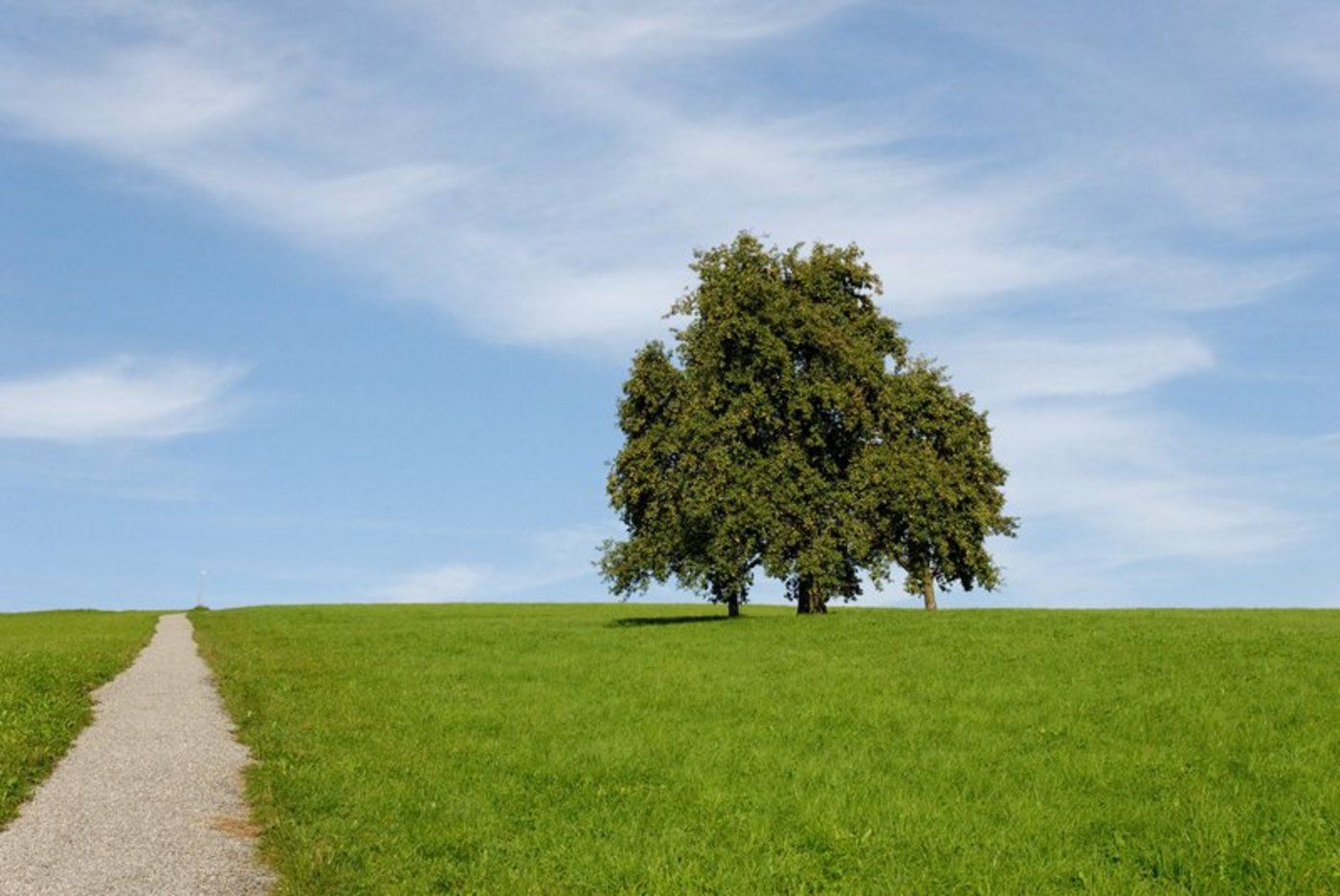 Ein alleinstehender Birnbaum. (Bild Martin Spengler/landwirtchaft.ch)