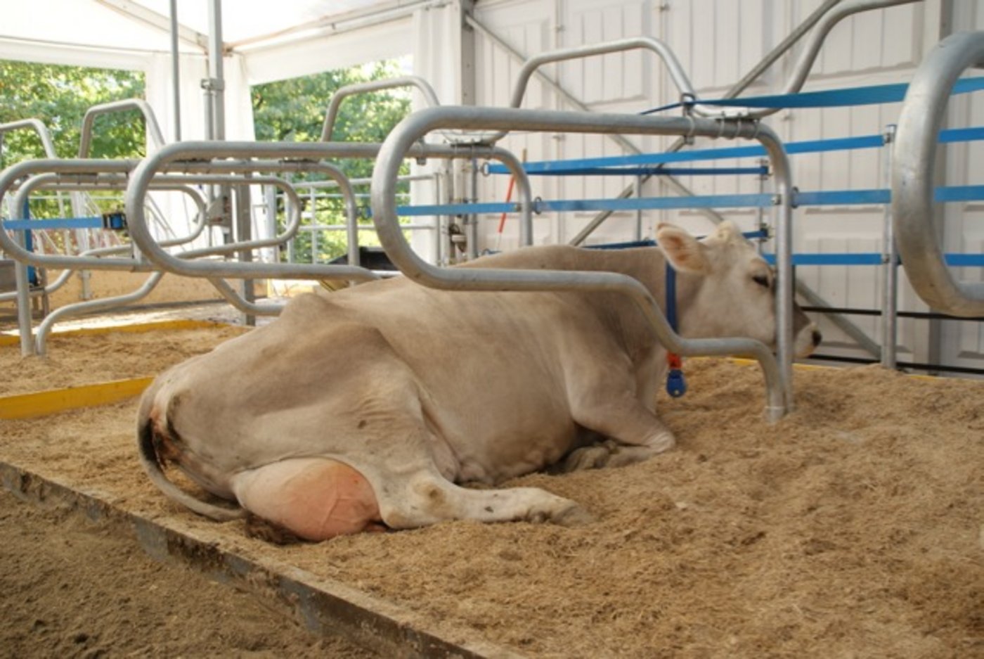 Das Liegebett ist weich, den Kühen scheint es wohl zu sein. 