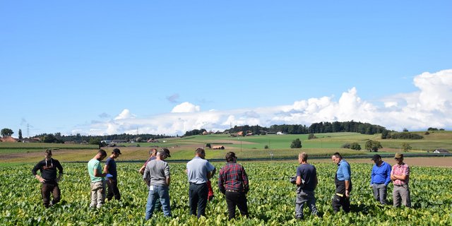 Kehren die Rübenpflanzer dem Rübenring bald den Rücken zu?   Nach der sogenannten «Vertrauensabstimmung» wird sich zeigen, wer sein Vertrauen noch der Verwaltung schenkt. (Bild BauernZeitung/sjh)
