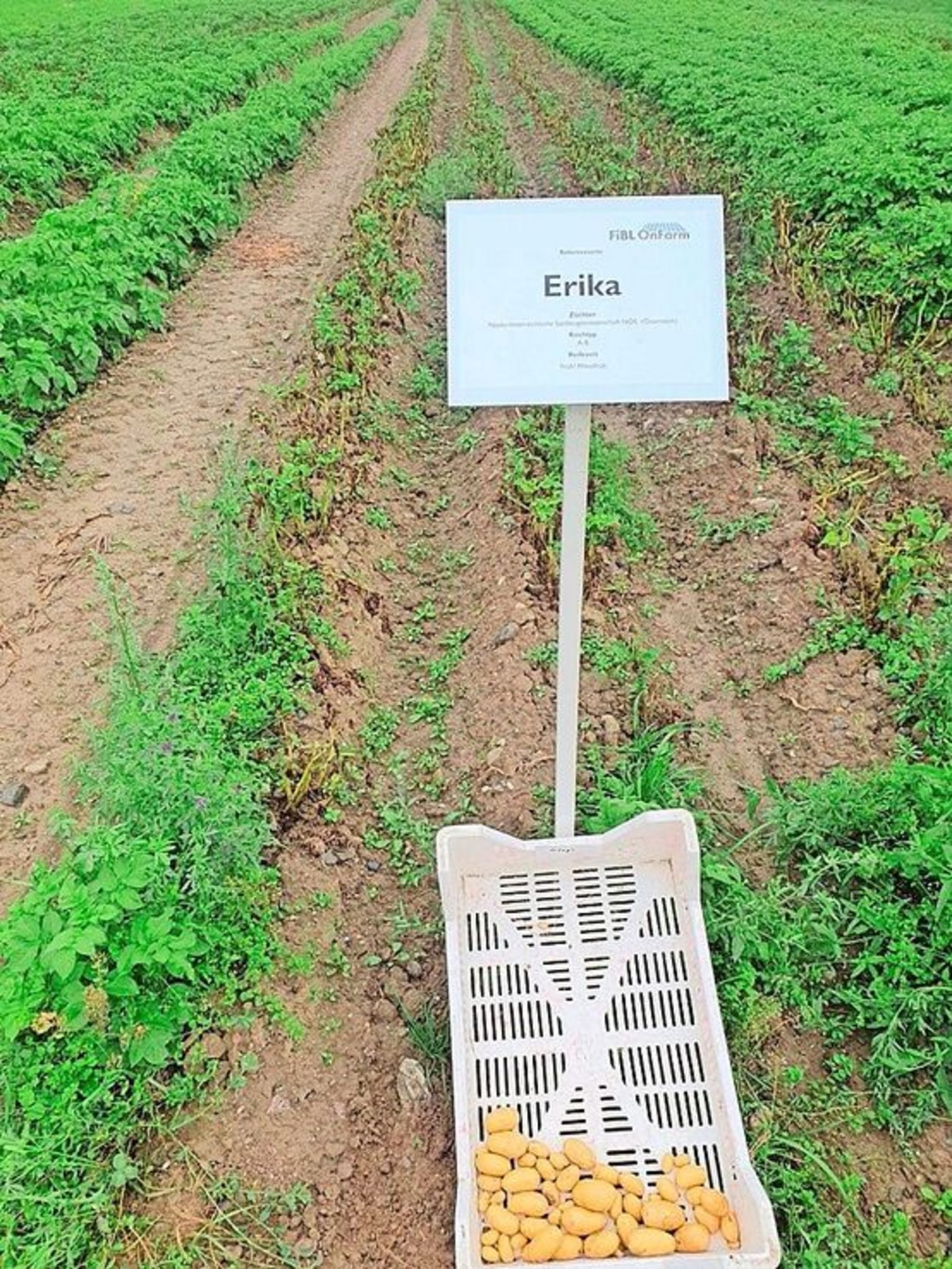 Die anfällige Erika litt, Aufnahme vom 3. Juli.