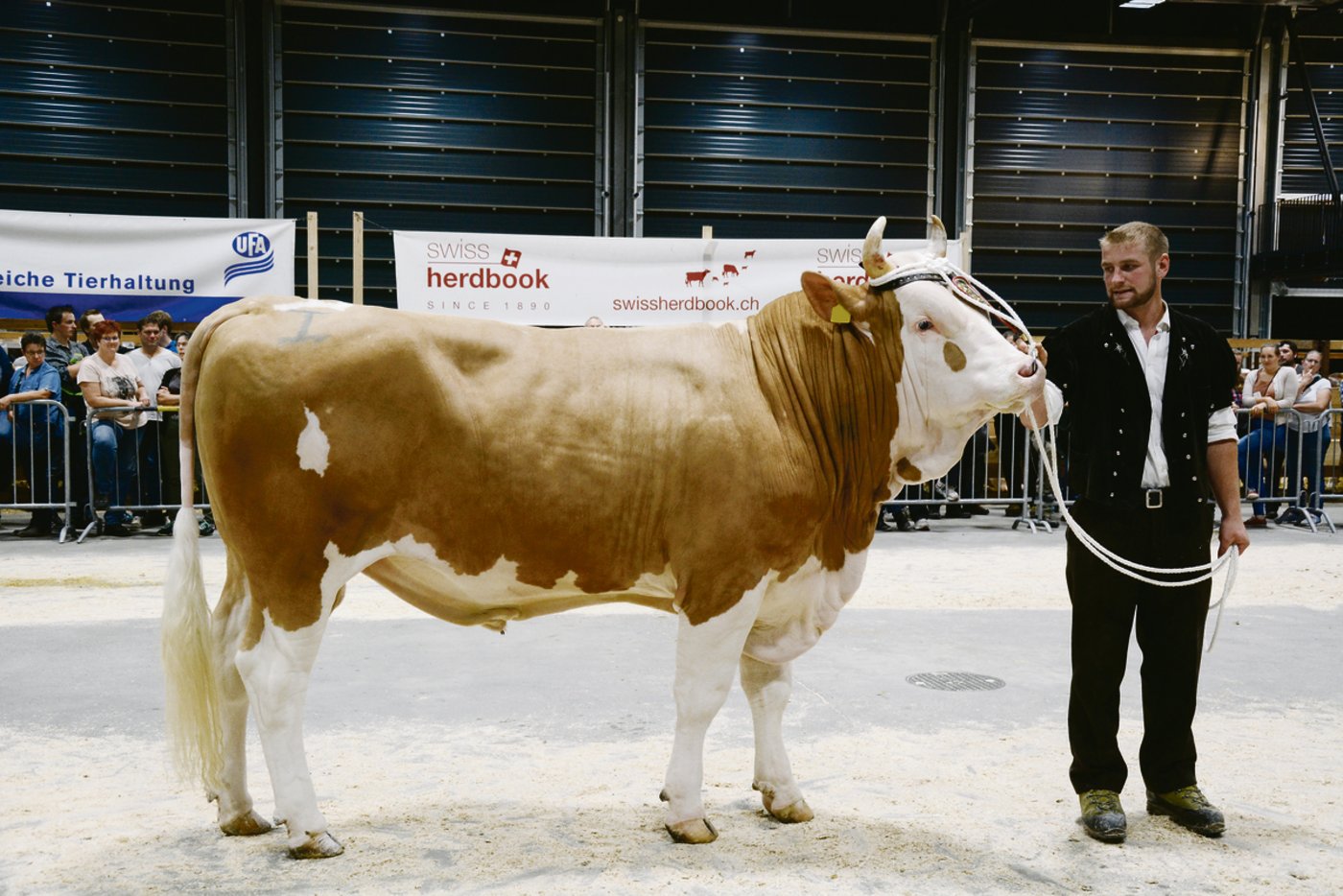 Nomen est omen. Champion heisst der Mister Simmental aus dem Stall der Familien Schmied und Gottfried Oesch, Guggisberg.