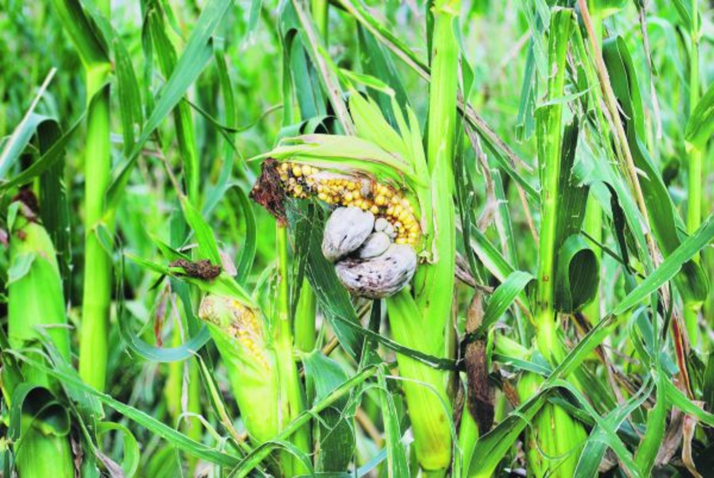 Der Maisbeulenbrand kann alle oberirdischen Teile der Maispflanze befallen. (Bild Peter Fankhauser)