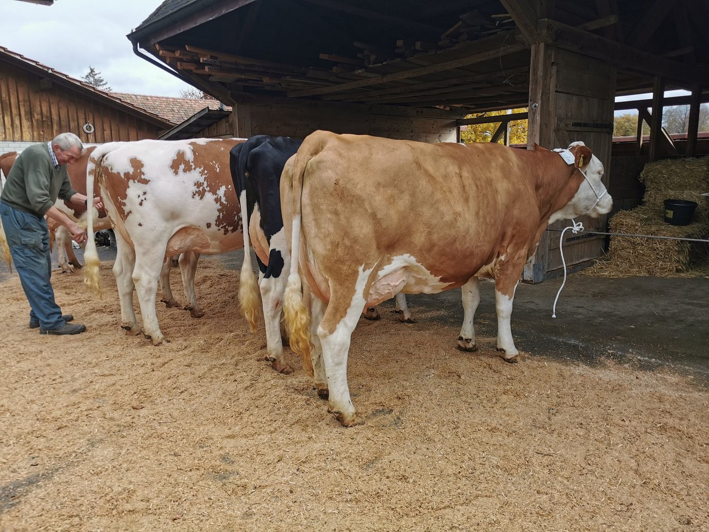 Die Kühe müssen bis Ende März auf den Höfen angeschrieben werden. (Bild sb)