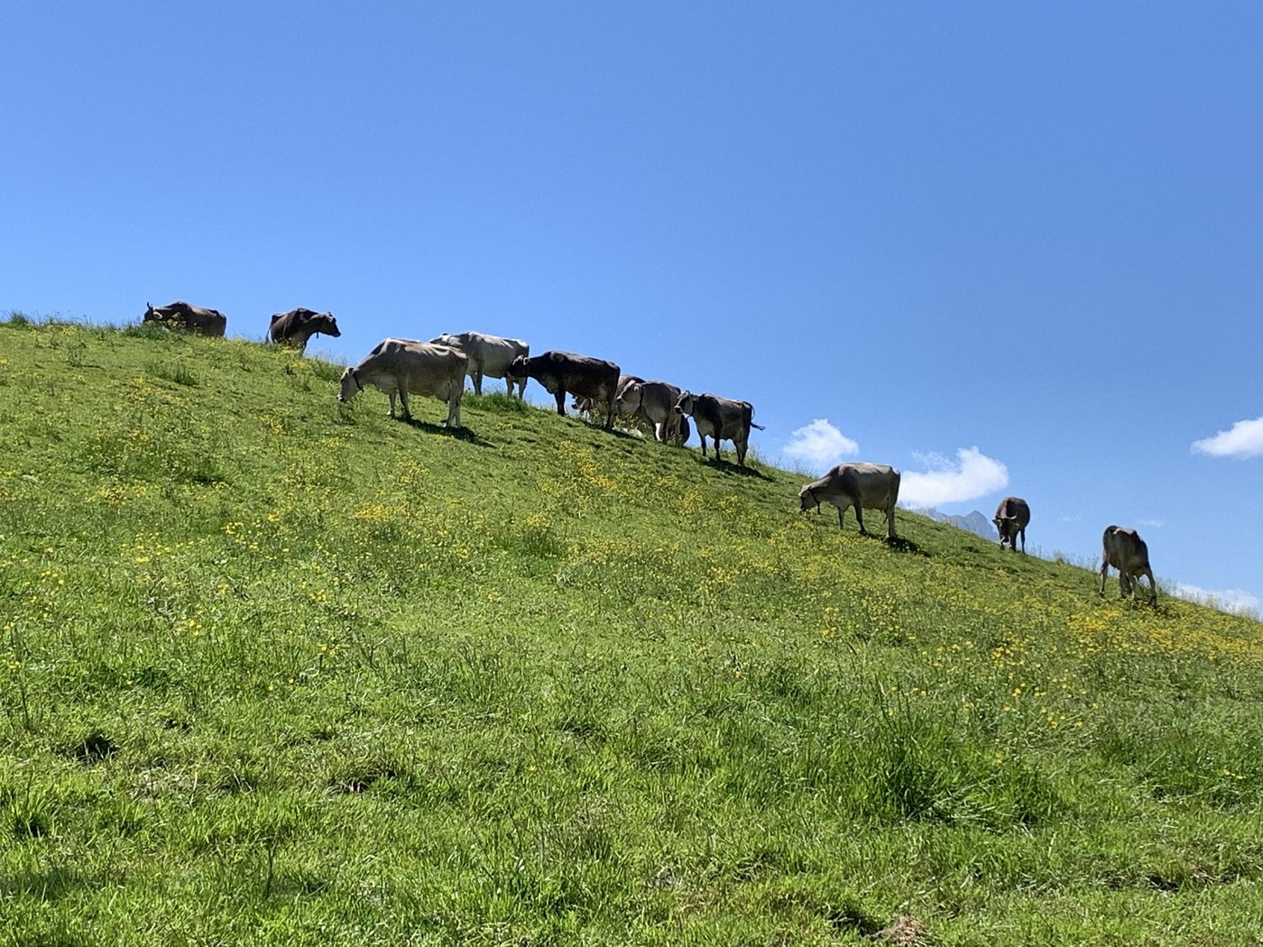 Forschungsergebnisse deuten darauf hin, dass auf von Wiederkäuern beweideten Flächen weniger Zecken zu finden sind. Auch können Zecken, die an Wiederkäuern gesaugt haben, zunächst keine Borreliose mehr übertragen. (Bild BauZ)